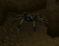 Blessed spider