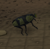 Small scarab