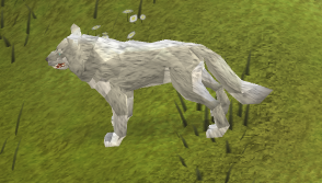 Adolescent white wolf