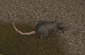 Giant rat (level 9)